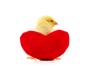 Chicken with a toy heart.