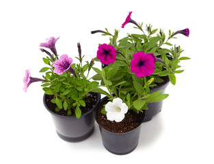 Three petunia in pots.