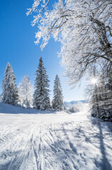 Winter forest in Seefeld, Austria