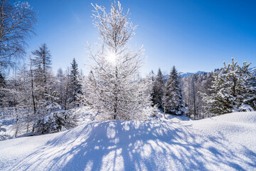 Fototapeta premium Winter forest in Seefeld, Austria
