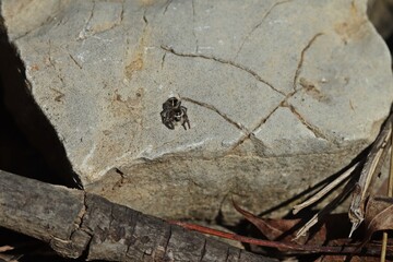 Weibliche Kreuzspringspinne (Pellenes tripunctatus) im März