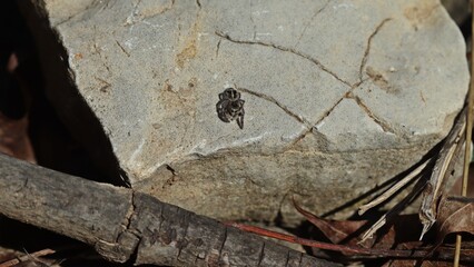 Fototapeta na wymiar Weibliche Kreuzspringspinne (Pellenes tripunctatus) im März