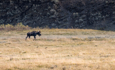Naklejka na ściany i meble large moose bull, Lamar Valley, Yellowstone National Park, Wyoming, USA