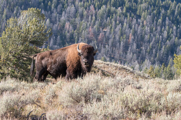 large bison bull standing on a hill with a forest in the background, Lamar Valley, Yellowstone National Park, Wyoming, USA