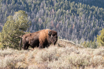 majestic bison bull, Lamar Valley, Yellowstone National Park, Wyoming, USA