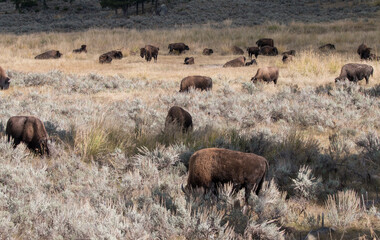 herd of grazing bisons in Yellowstone National Park, Wyoming, USA
