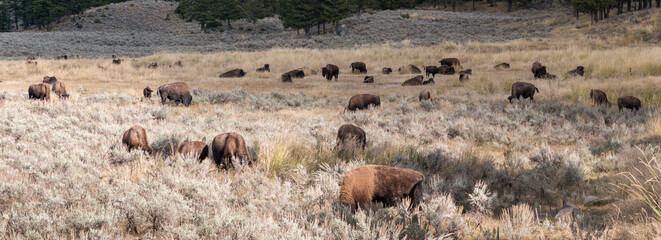 bison herd grazing, in Yellowstone National Park, Wyoming, USA