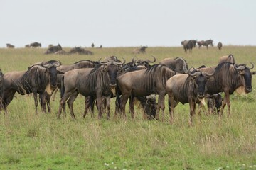 wildebeest in the serengeti national park 