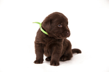 puppy labrador retriever