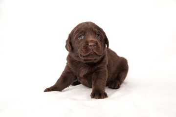 puppy labrador retriever