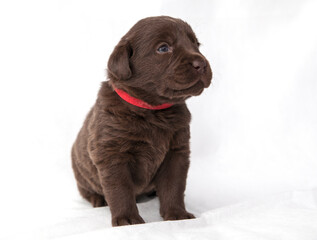 puppy labrador retriever