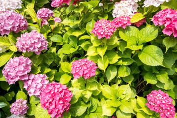 Pink hydrangea macrophylla