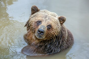 Naklejka na ściany i meble High angle shot of a wet brown grizzly bear in a lake