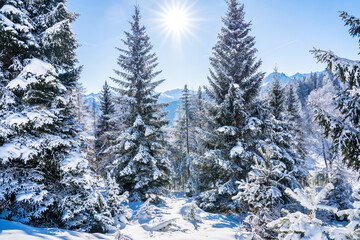 Fototapeta premium Winter forest in Seefeld, Austria