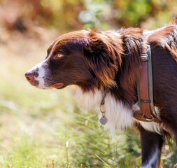 Border collie with brown and white fur and a collar, carfully looking ahead