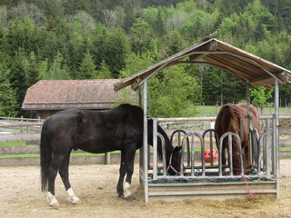 Fototapeta na wymiar Animals at Gut Aiderbichl near Salzburg, Austria, summer 2019
