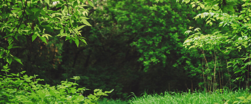 Scenic natural green background in blur behind vivid thickets in sunlight. Beautiful bushes in bokeh behind colorful leaves close-up. Blurred backdrop from rich greenery in sunny day with copy space.