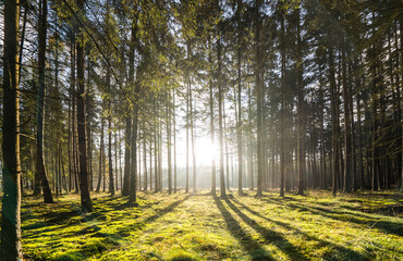 Sun rays in the forest