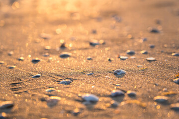 Sea shells on sand