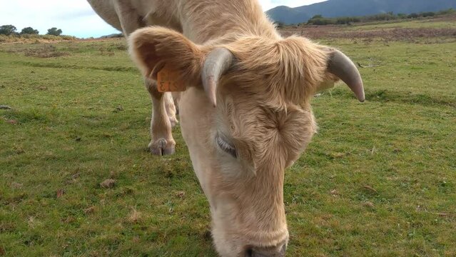 Close-up on a cow that eats grass. Dairy cows. The cow is a rural domestic animal. Village economy. Eco-friendly goods and food. Healthy diet