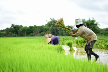 Thai farmers are growing organic jasmine rice. The trees are growing and green. The concept of...