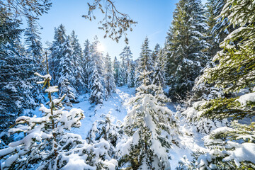 Winter forest in Seefeld, Austria