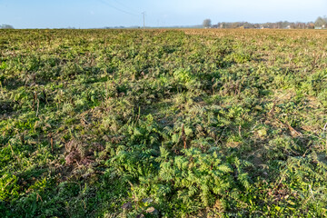Fototapeta na wymiar Couvert environnemental de Phacélie sur une parcelle de blé. CIPAN (cultures intermédiaires pièges à nitrates)