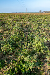 Obraz premium Couvert environnemental de Phacélie sur une parcelle de blé. CIPAN (cultures intermédiaires pièges à nitrates)