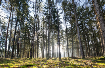 Sun rays in the forest