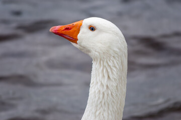 close up portrait of a white domestic goose with bright orange beak
