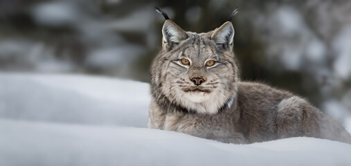 Obraz premium lynx in the fresh snow, winter. Image created with generative ai. 