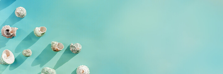 Minimal summer banner, abstract background with seashells at sunlight, aesthetic monochrome still life turquoise color, Summer vacation concept, top view natural shells with shadows, copy space