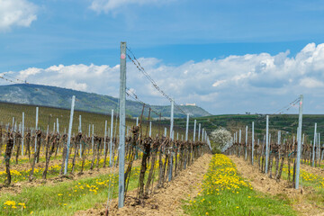 Obraz premium Spring vineyards under Palava near Milovice, Southern Moravia, Czech Republic
