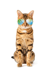 Cat in cool sunglasses on a white background.