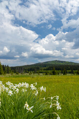 Typical spring landscape near Stozec, Nation park Sumava, Czech Republic