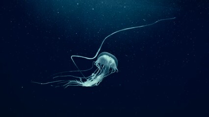 Vertical video, Mauve Stinger Jellyfish swim on the deph sea. Mauve Stinger, Night-lightx Jellyfish, Phosphorescent jelly or Purple people eater (Pelagia noctiluca) floating on blue deep of the Ocean - Powered by Adobe