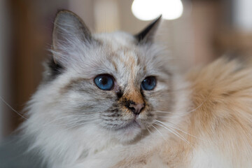 Porträt einer Britisch Langhaar Katze in ihrem Zuhause