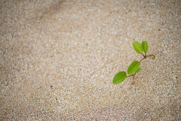 Plants on white sand on a clean beach