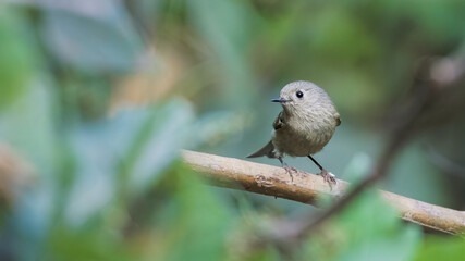 GUADALAJARA, JALISCO / MEXICO - FEBRUARY 26, 2021..A ruby-crowned kinglet (corthylio calendula) jumping from branch to branch looking for insects to eat. Location: Bosque Los Colomos.