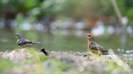 GUADALAJARA, JALISCO / MEXICO - FEBRUARY 24, 2021..A house finch (haemorhous mexicanus) and a yellow-rumped warbler (setophaga coronata)drinking water from a small creek. Location: Bosque Los Colomos.