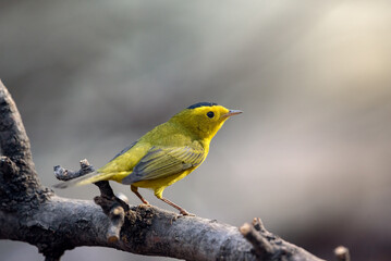 GUADALAJARA, JALISCO / MEXICO - MARCH 10, 2021..A wilson's warbler (wilsonia pusilla) perched on a tree branch. Location: Bosque Los Colomos.