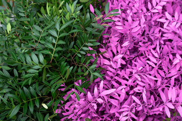 group of leaves in contrasting colors