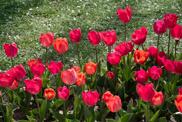 flower bed of red and orange tulips