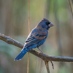 GUADALAJARA, JALISCO / MEXICO - MARCH 19, 2021..A blue grosbeak (passerina caerulea) perched on a branch. Location: Bosque Los Colomos.