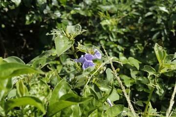 Obraz premium flowers in the forest