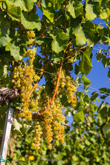 Grapes Harslevelu in Tokaj region, Unesco site, Great Plain, Hungary