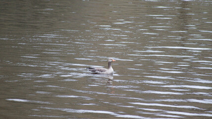 great crested grebe