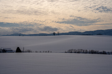 北海道　美瑛　上富良野　カラマツ　並木　冬　雪　クリスマスツリー　ジェットコースター路　並木
