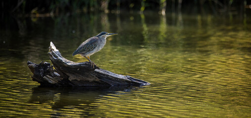 Close up image of a Green-Backed Heron hunting along the waters edge in a nature reserve