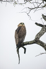 Close up image of a Juvenile Bateleur bird of prey in a tree in a national park in South Africa